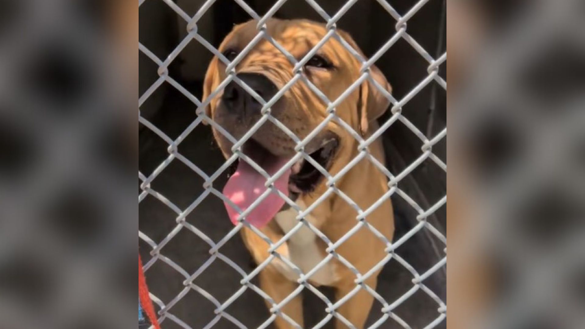 abandoned dog