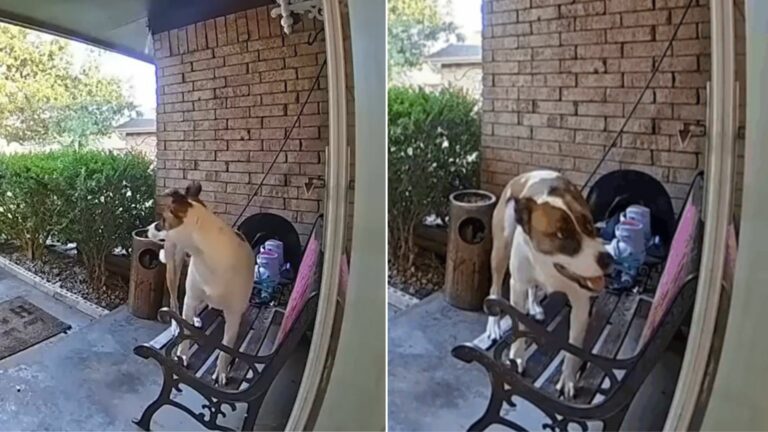 dog on camera