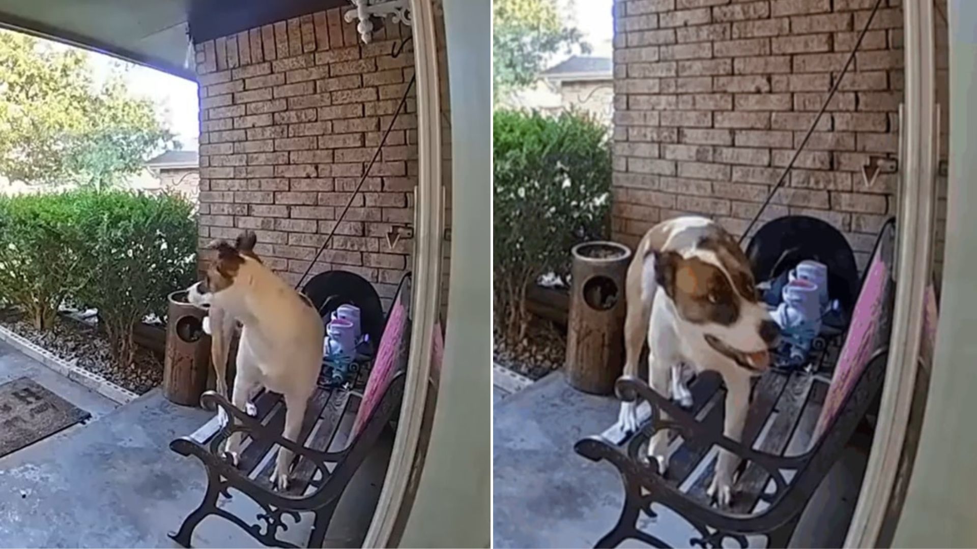 Oklahoma Owner Checks Doorbell Camera And Sees His Dog Doing Something Stunning