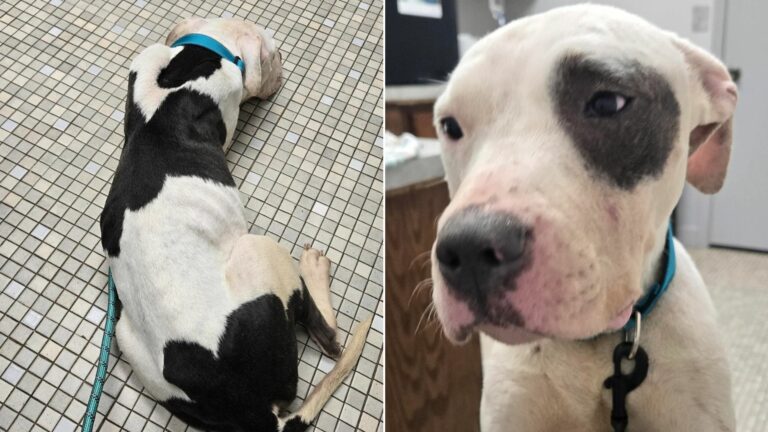 two pit bulls