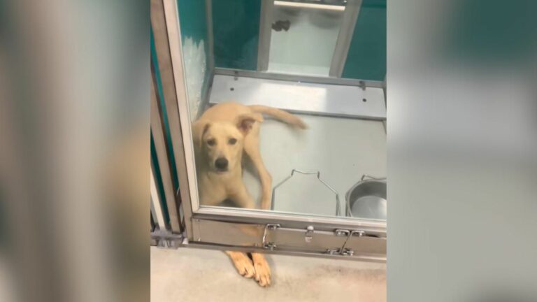 dog in kennel