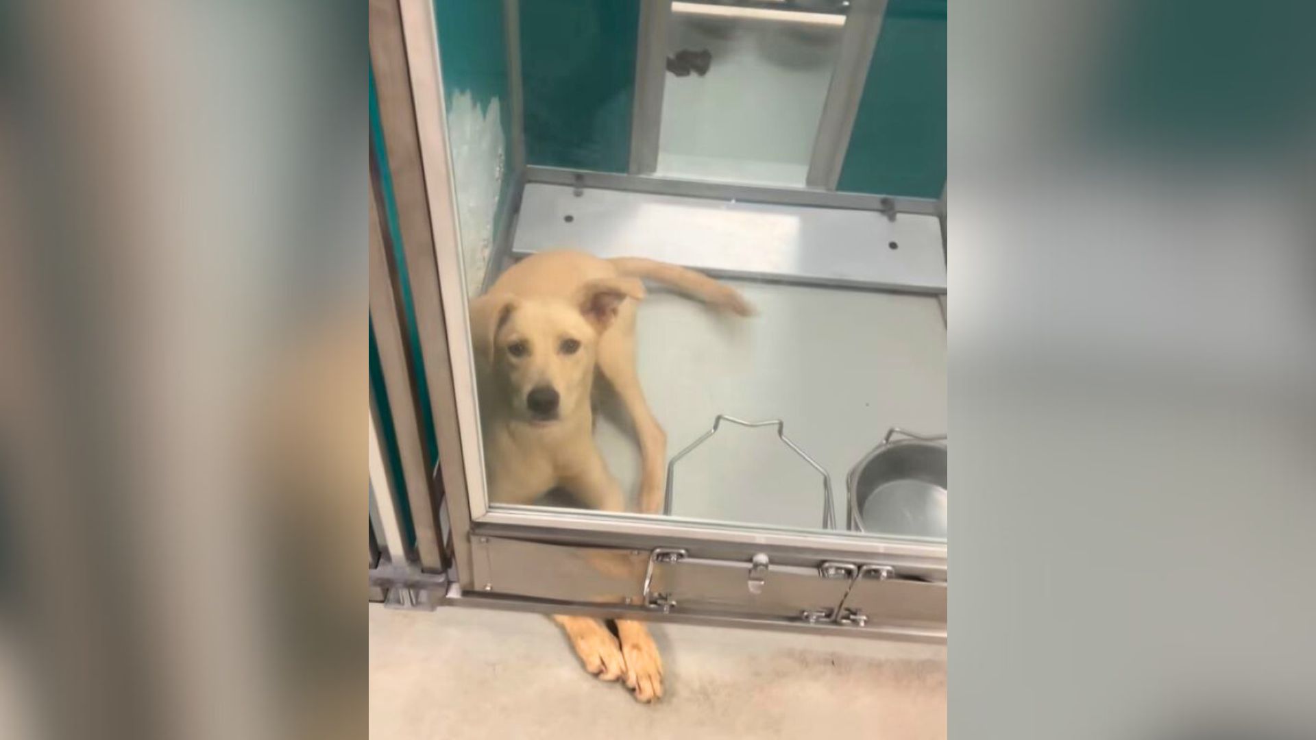 dog in kennel