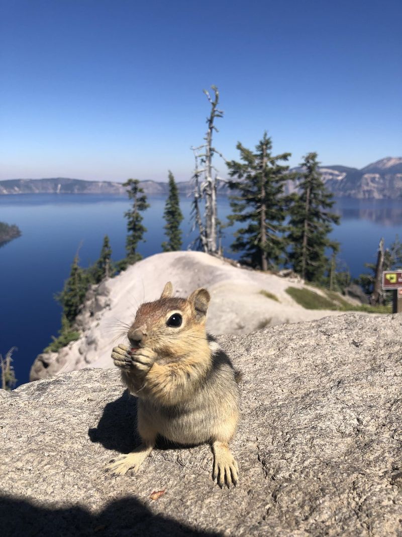 Oregon: Pacific Northwest Chipmunk Trio