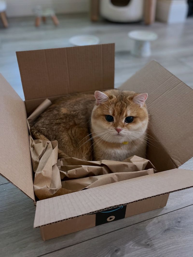 Inside Cardboard Delivery Boxes: The Amazon Apartments