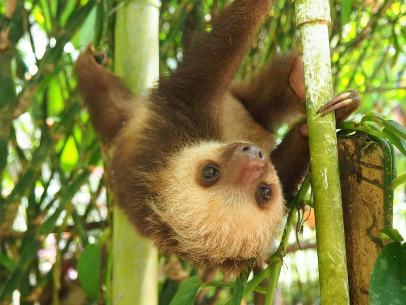 Sloth (Choloepus didactylus)
