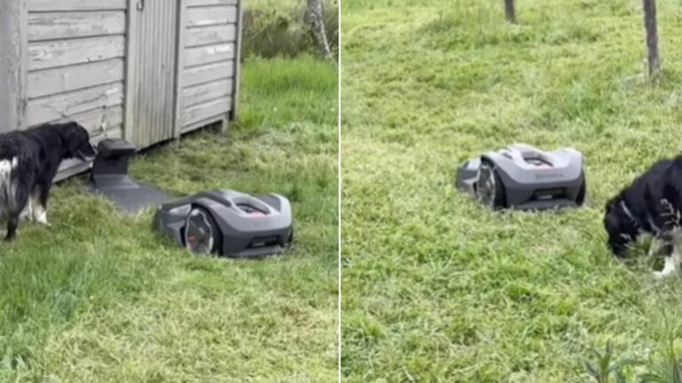 dog in garden