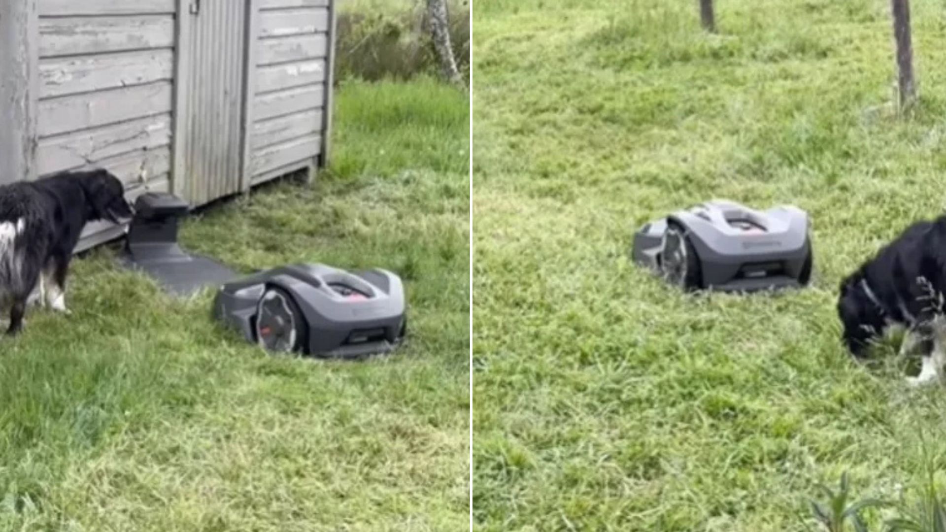 Oregon Family Stunned When They Learn What Motivates Their Dog To Start Herding