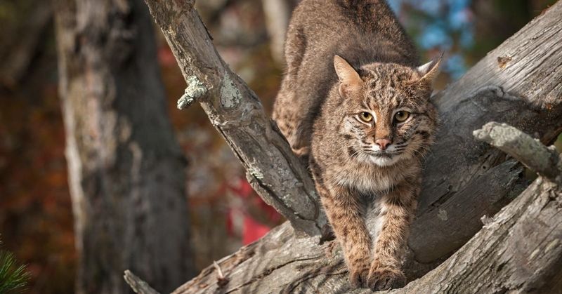 South Carolina's Palmetto Predators