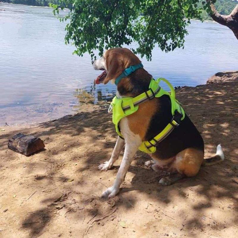 Richmond, Virginia: Historic Haunts for Hounds