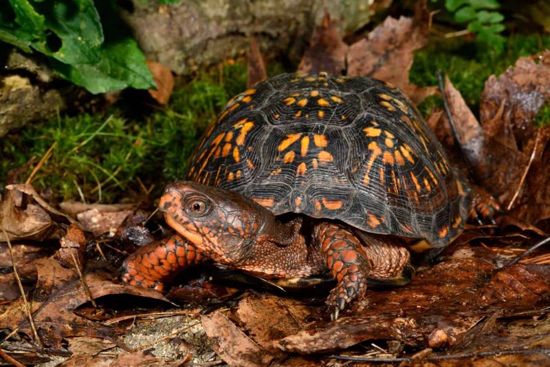 Eastern Box Turtles: Forest Floor Wanderers