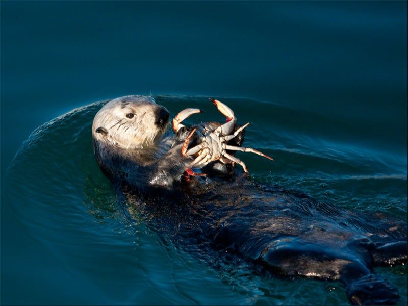 Challenges Ahead: Oil, Fishing Nets, and Climate Risks