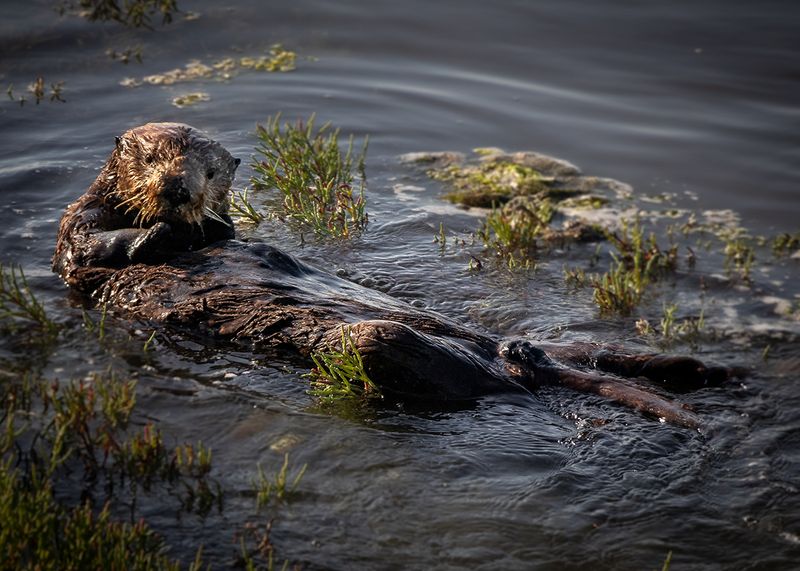 Marshland Defenders: How Otters Help Save Coastal Habitats