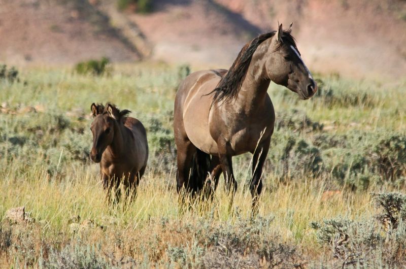 Pryor Mountains, Montana & Wyoming