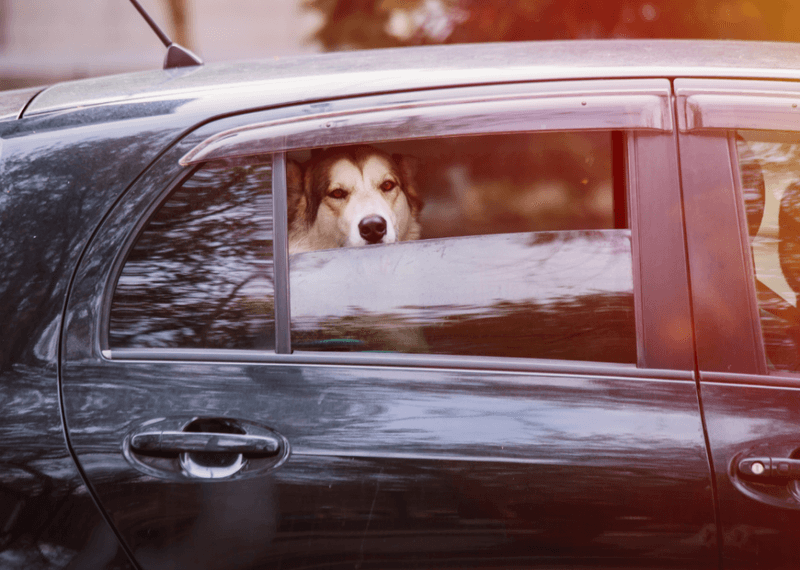 Leaving Pets In Hot Cars