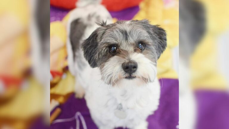 sweet dog