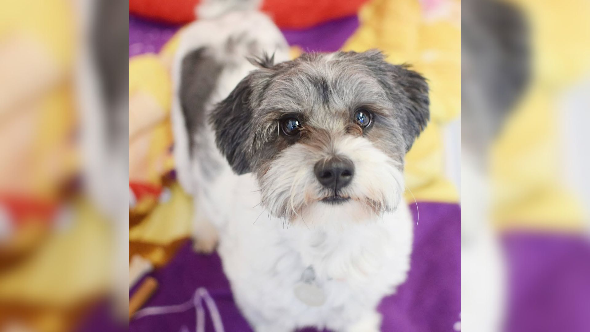 Owners Return Dog 10 Minutes After Adoption, Leaving Michigan Rescue Shocked