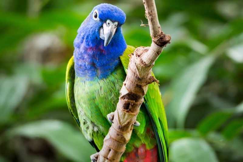 Pionus Parrot: Gentle Giants