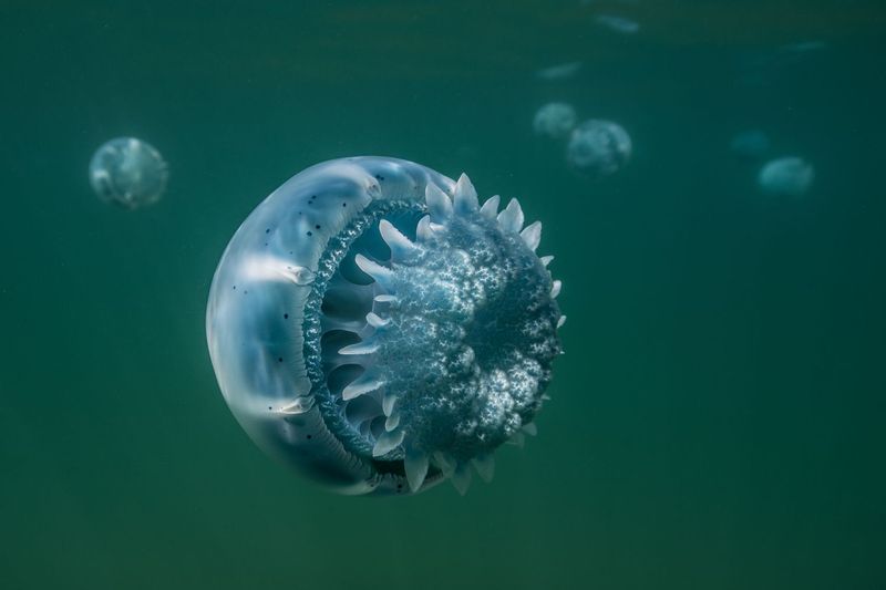 Cannonball Jellyfish: Blue-Rimmed Living Lava Lamps