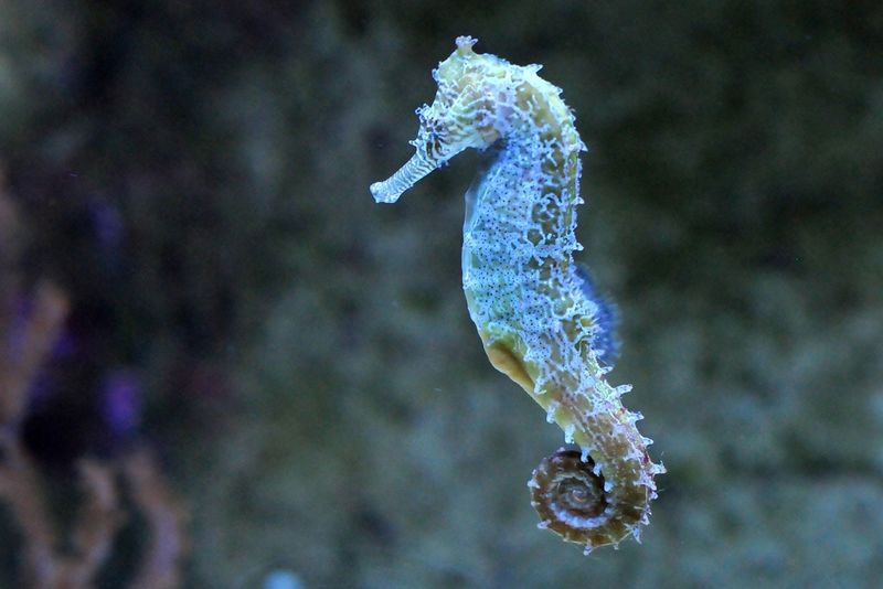 Common Seahorse