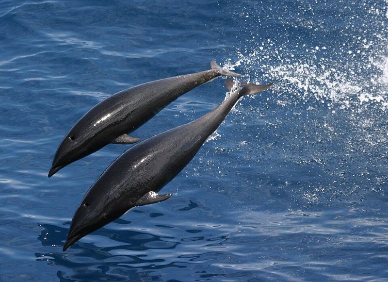 Northern Right Whale Dolphin: The Sleek Speedster