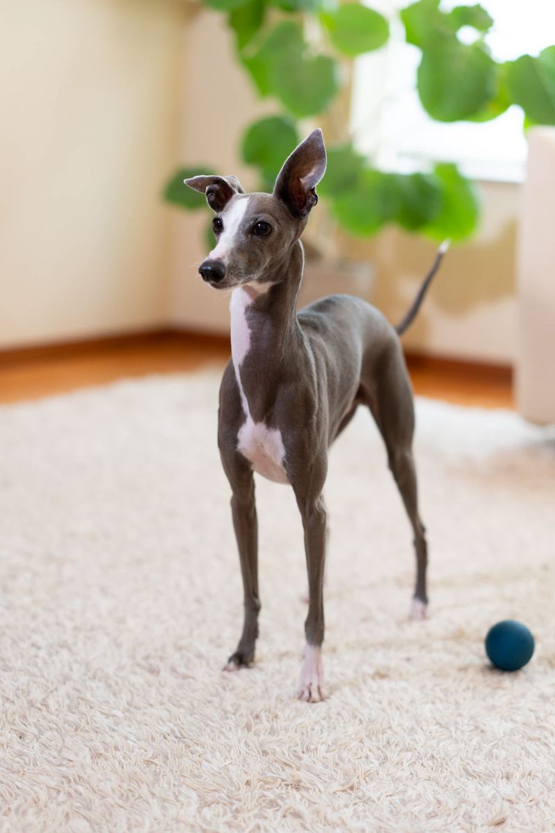 Italian Greyhound: Elegant Apartment Companion