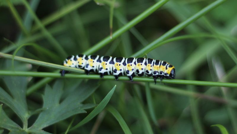 Irritating Painted Lady Caterpillars