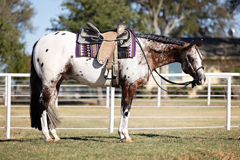 Appaloosa