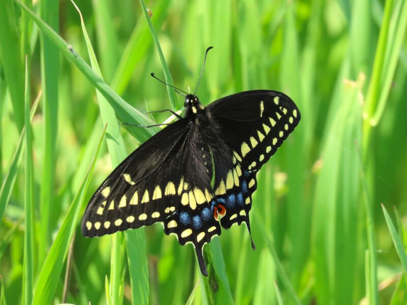 Black Swallowtail: The Parsley Lover