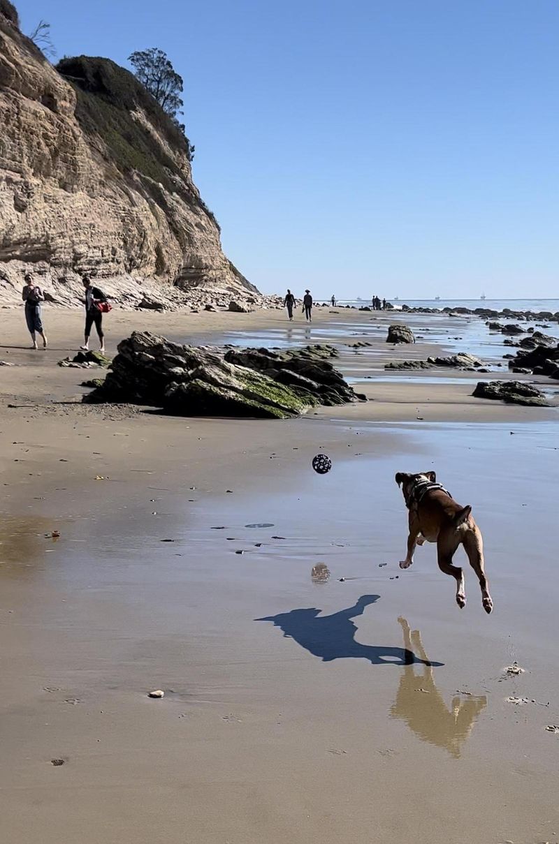 Santa Barbara's Coastal Canine Playground