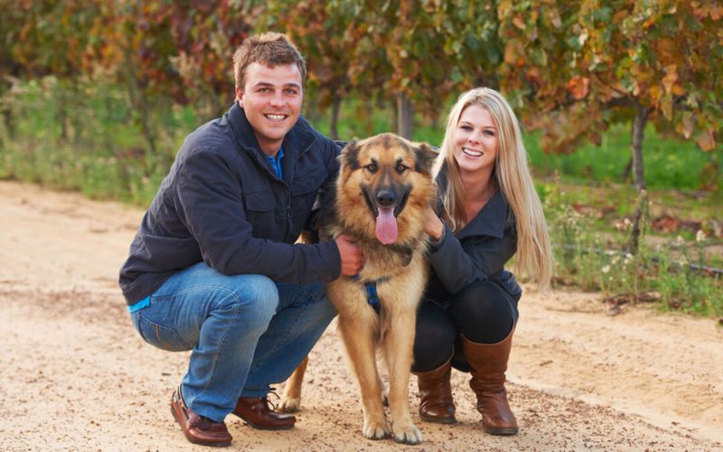 Napa's Vineyard Adventures With Fido