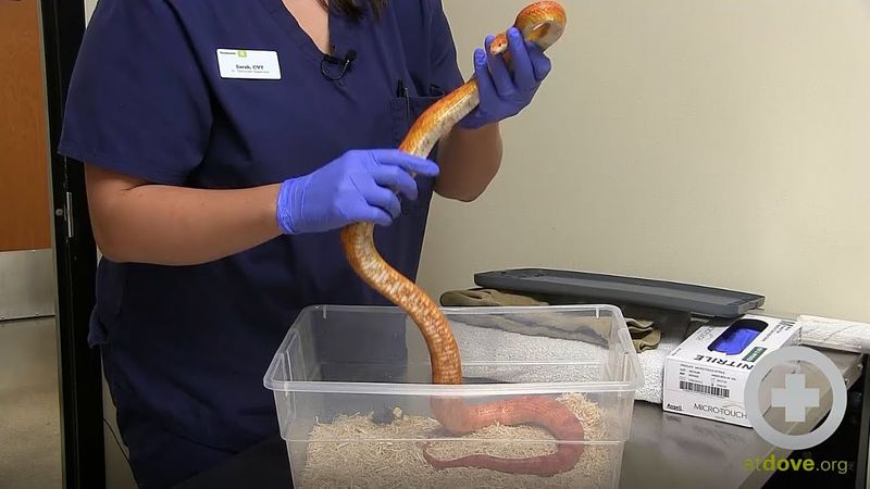 Skipping Veterinary Care And Health Checks