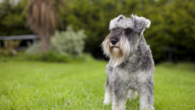 Miniature Schnauzer: Bearded Guardians With Gentle Souls