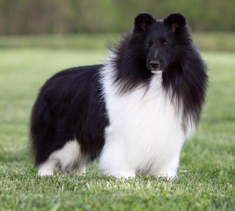 Shetland Sheepdog: The Miniature Mentor