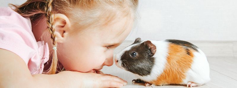 Guinea Pig: Desktop Ranch Hands