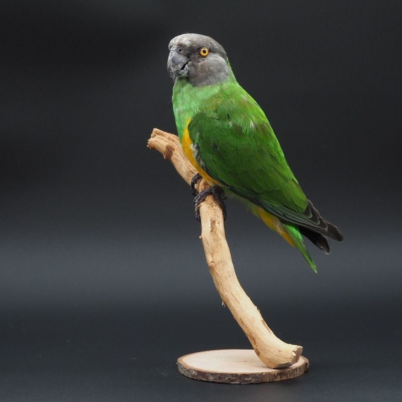Senegal Parrot
