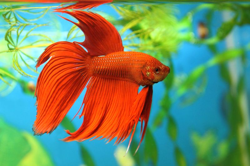 Betta Fish