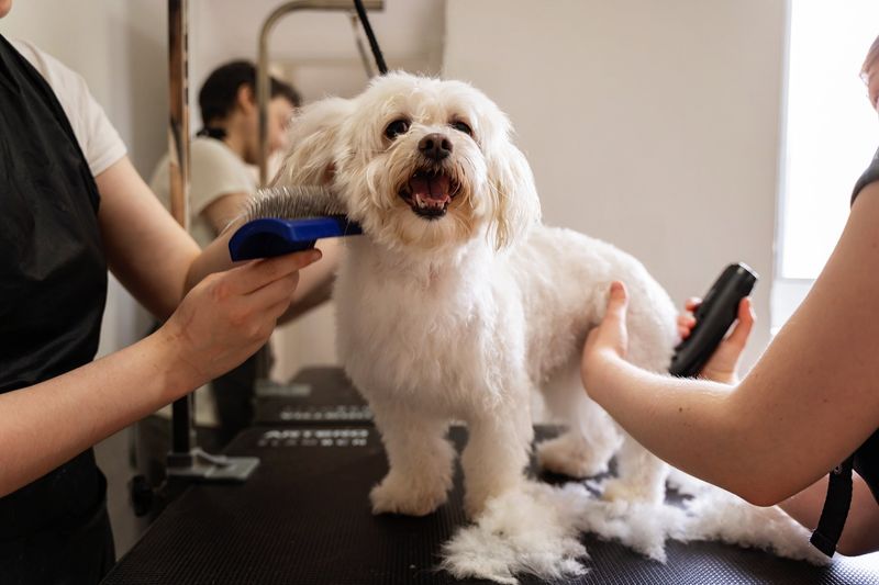Seasonal Grooming Rituals