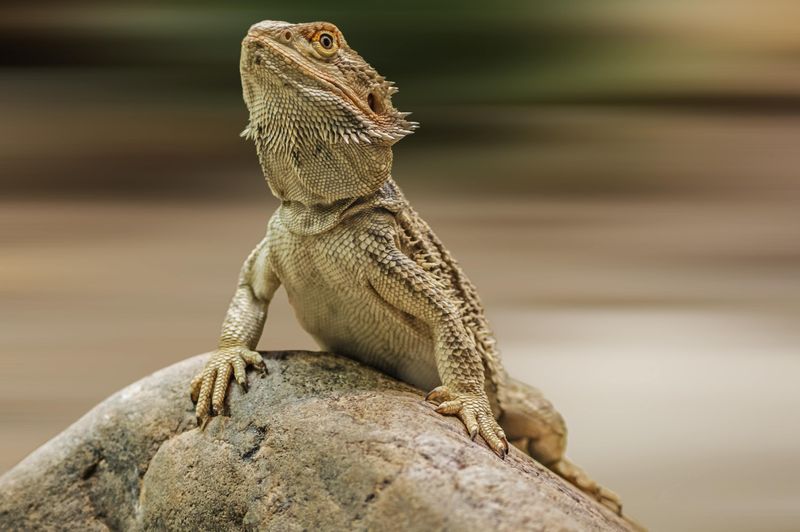 Bearded Dragon: Desert Dwellers for Desert Dwellers