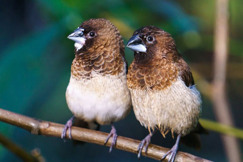 Society Finch: Social Butterflies
