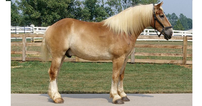 Belgian Draft: Gentle Giants Powering California's Historic Farms