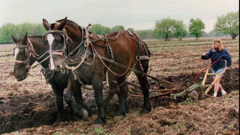 Percheron