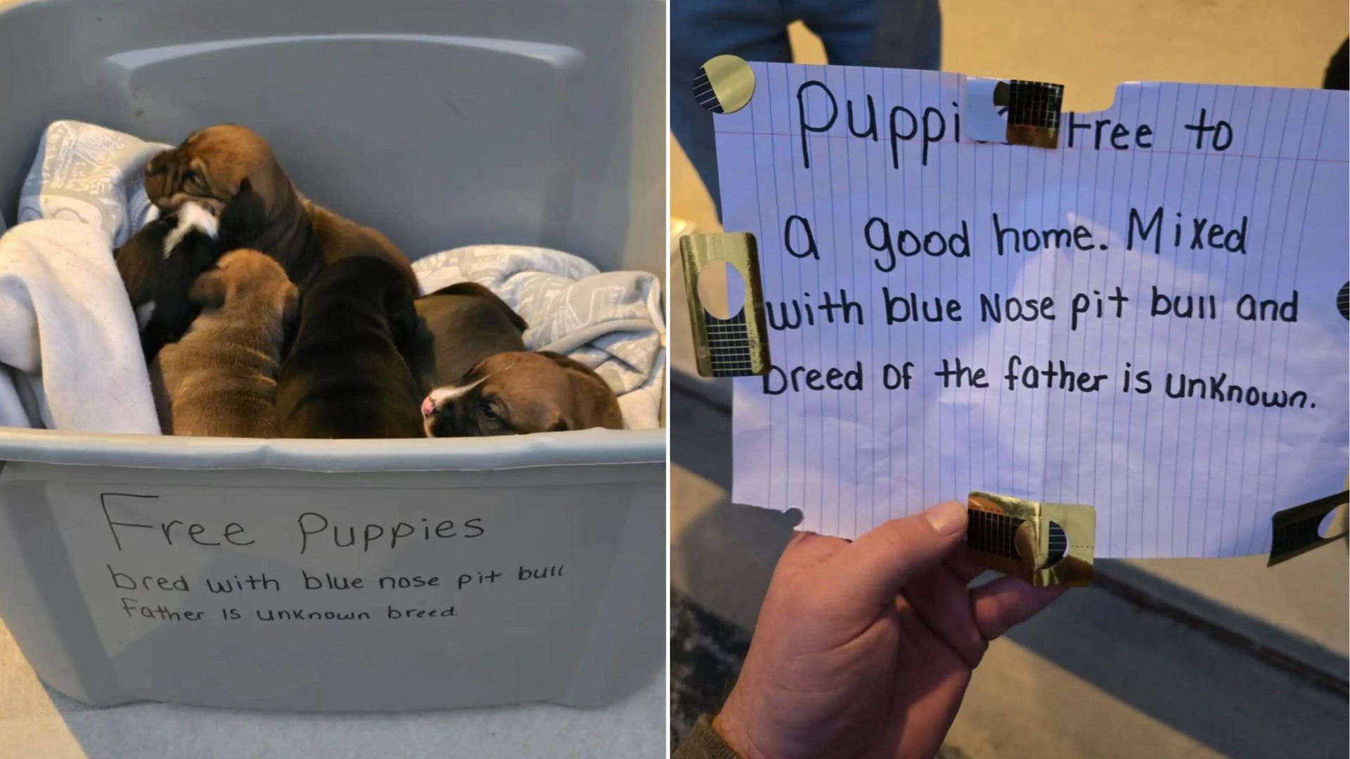 Pastor In Kentucky Discovers Six Puppies And A Heartbreaking Note On Church Steps