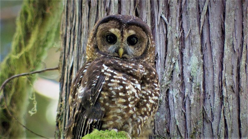 Secretive Northern Spotted Owl