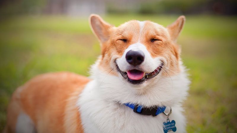 Miso Handmade Barkery: Oakland's Artisanal Pup Pastries