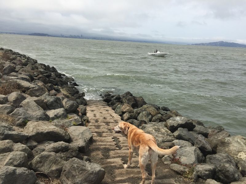 Canine Coastline At Point Isabel Regional Shoreline