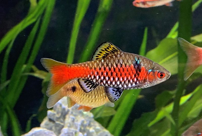 Odessa Barb: The Ruby-Flanked Beauty