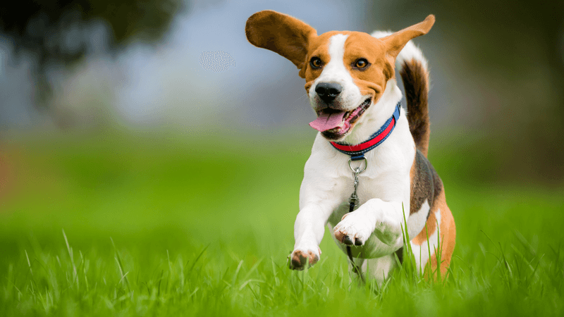 Beagle: Merry Mutts with Minimal Medical Needs