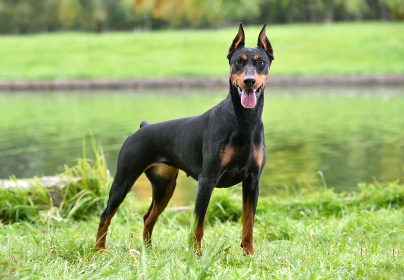 Doberman Pinscher: The Velvet Guardian