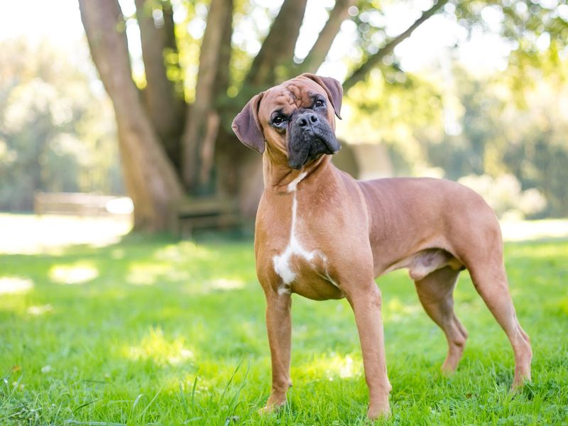 Boxer: The Energetic Family Guardian
