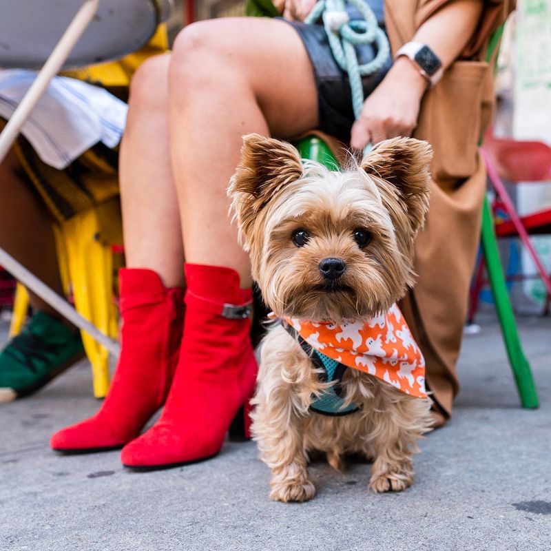 Yorkshire Terriers: The Pocket-Sized Powerhouses